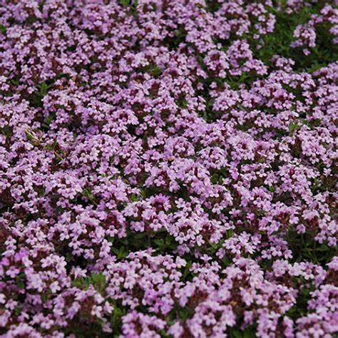 Red creeping thyme houston